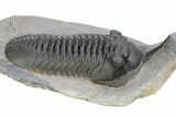 Huge, Morocconites Trilobite Fossil - Ofaten, Morocco #255446-1